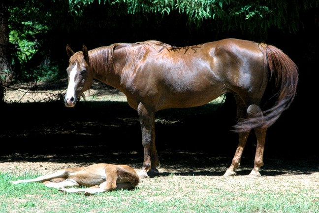 http://www.hought.com/hp.horses.html